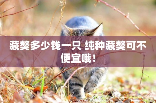 藏獒多少錢一只 純種藏獒可不便宜哦！