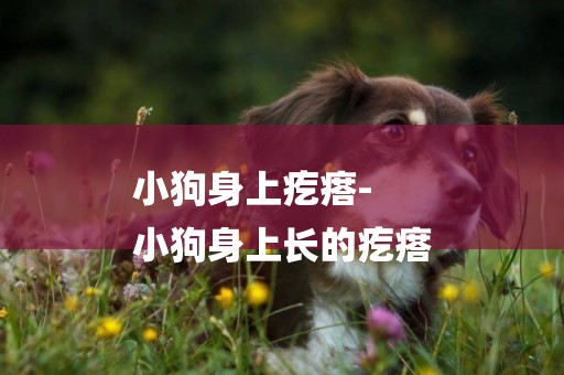 小狗身上疙瘩-
小狗身上長的疙瘩
