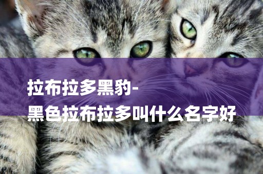 拉布拉多黑豹-
黑色拉布拉多叫什么名字好