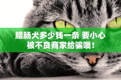 臘腸犬多少錢一條 要小心被不良商家給騙哦！