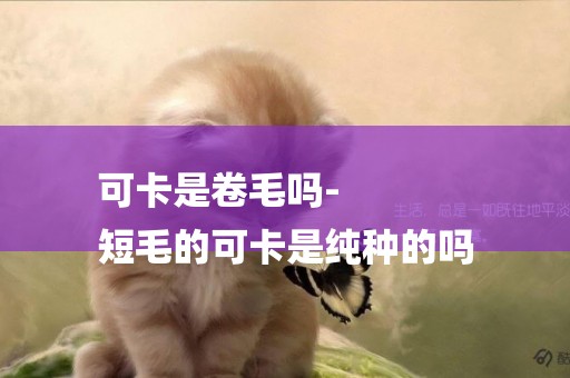 可卡是卷毛嗎-
短毛的可卡是純種的嗎