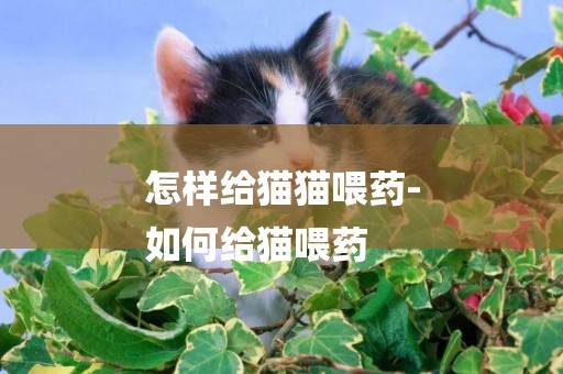 怎樣給貓貓喂藥-
如何給貓喂藥