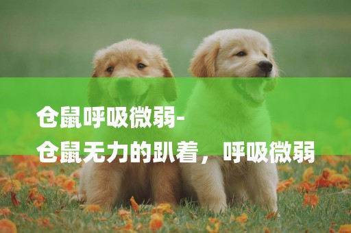 倉鼠呼吸微弱-
倉鼠無力的趴著，呼吸微弱