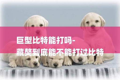 巨型比特能打嗎-
藏獒到底能不能打過比特