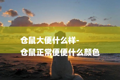 倉鼠大便什么樣-
倉鼠正常便便什么顏色