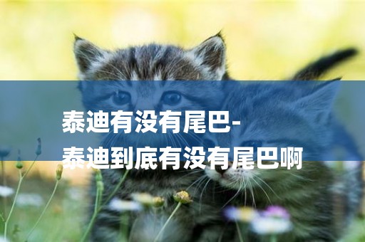 泰迪有沒有尾巴-
泰迪到底有沒有尾巴啊