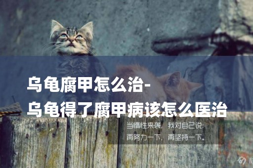 烏龜腐甲怎么治-
烏龜得了腐甲病該怎么醫治