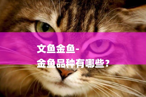文魚金魚-
金魚品種有哪些？
