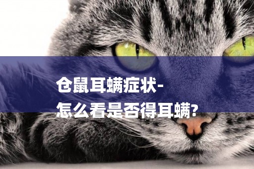 倉鼠耳螨癥狀-
怎么看是否得耳螨?