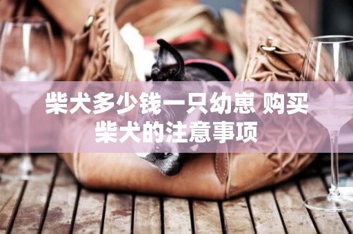 柴犬多少錢一只幼崽 購買柴犬的注意事項