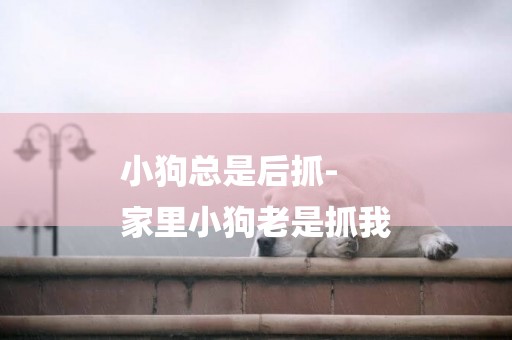 小狗總是后抓-
家里小狗老是抓我