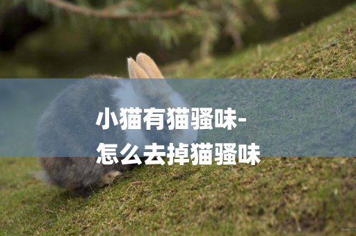 小貓有貓騷味-
怎么去掉貓騷味