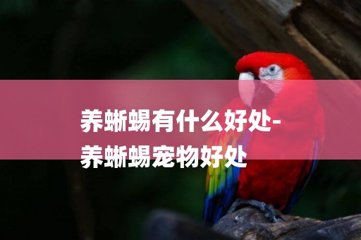 養蜥蜴有什么好處-
養蜥蜴寵物好處