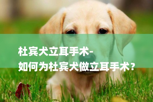 杜賓犬立耳手術-
如何為杜賓犬做立耳手術？