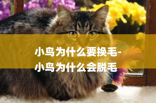 小鳥為什么要換毛-
小鳥為什么會脫毛