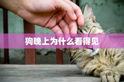 狗晚上為什么看得見