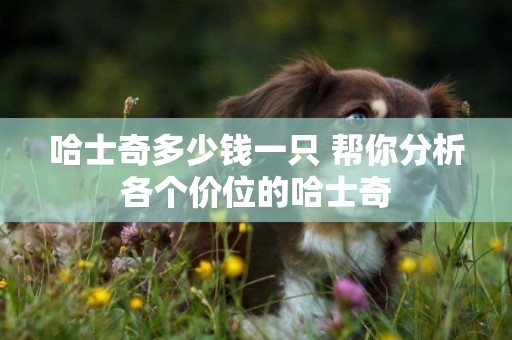 哈士奇多少錢一只 幫你分析各個價位的哈士奇