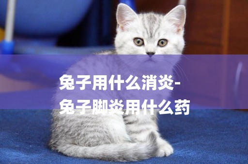 兔子用什么消炎-
兔子腳炎用什么藥
