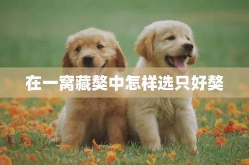 在一窩藏獒中怎樣選只好獒