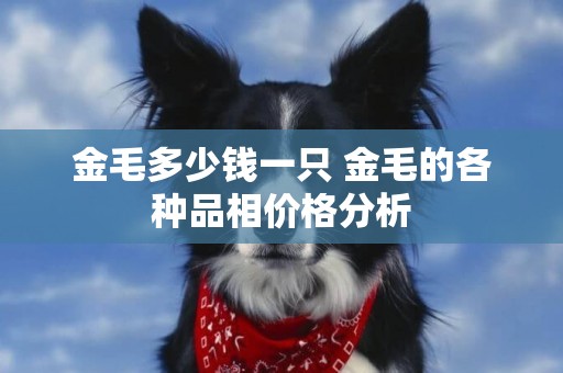 金毛多少錢一只 金毛的各種品相價格分析