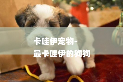 卡哇伊寵物-
最卡哇伊的狗狗