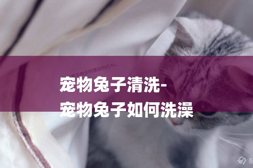 寵物兔子清洗-
寵物兔子如何洗澡