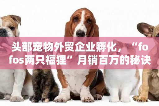 頭部寵物外貿企業孵化，“fofos兩只福貍”月銷百萬的秘訣