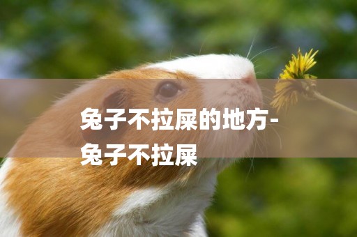 兔子不拉屎的地方-
兔子不拉屎