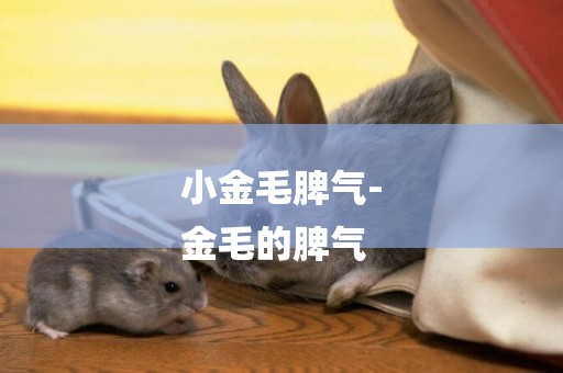 小金毛脾氣-
金毛的脾氣