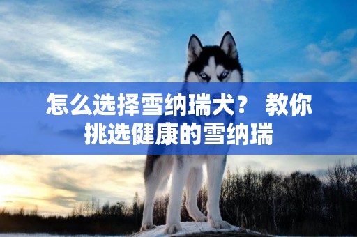 怎么選擇雪納瑞犬？ 教你挑選健康的雪納瑞