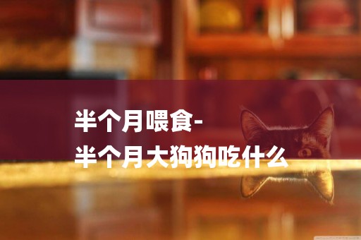 半個月喂食-
半個月大狗狗吃什么