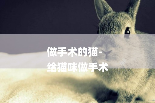 做手術的貓-
給貓咪做手術