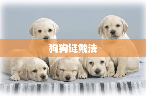 狗狗鏈戴法