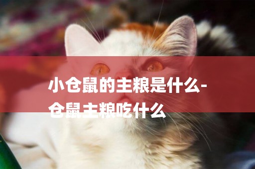 小倉鼠的主糧是什么-
倉鼠主糧吃什么
