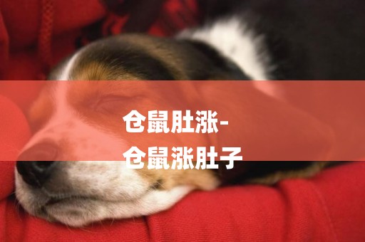 倉鼠肚漲-
倉鼠漲肚子