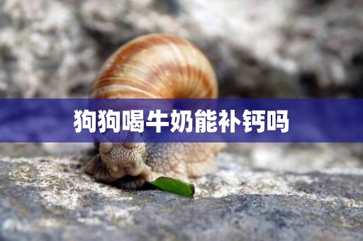 狗狗喝牛奶能補鈣嗎