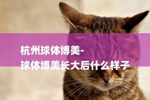 杭州球體博美-
球體博美長大后什么樣子