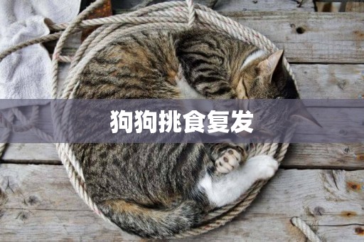 狗狗挑食復發