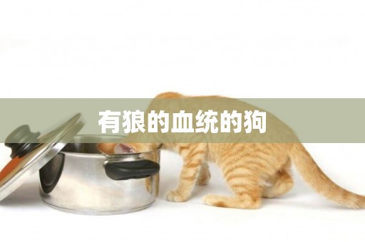 有狼的血統的狗