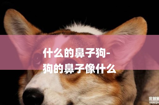 什么的鼻子狗-
狗的鼻子像什么