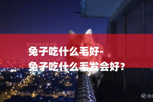 兔子吃什么毛好-
兔子吃什么毛發會好？