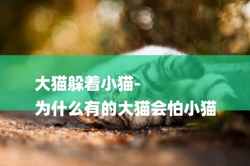 大貓躲著小貓-
為什么有的大貓會怕小貓