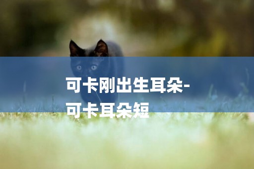 可卡剛出生耳朵-
可卡耳朵短