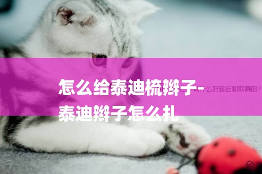 怎么給泰迪梳辮子-
泰迪辮子怎么扎