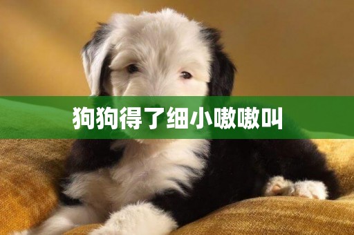 狗狗得了細小嗷嗷叫