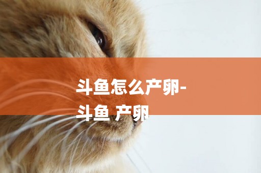 斗魚怎么產卵-
斗魚 產卵