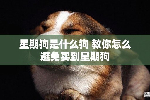 星期狗是什么狗 教你怎么避免買到星期狗