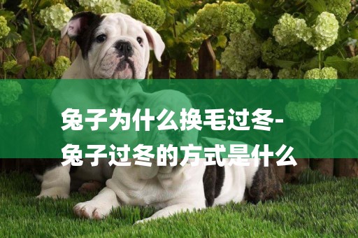 兔子為什么換毛過冬-
兔子過冬的方式是什么