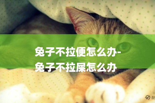 兔子不拉便怎么辦-
兔子不拉屎怎么辦