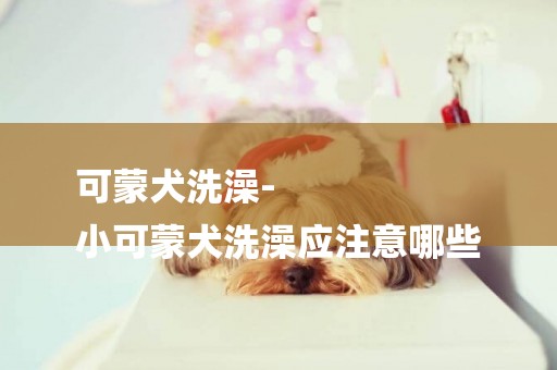 可蒙犬洗澡-
小可蒙犬洗澡應注意哪些